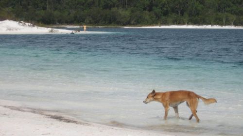 A boy and woman have been attacked by a dingo on Fraser Island (file photo)
