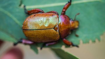 The Christmas Beetle has been slowly disappearing over the last decade.