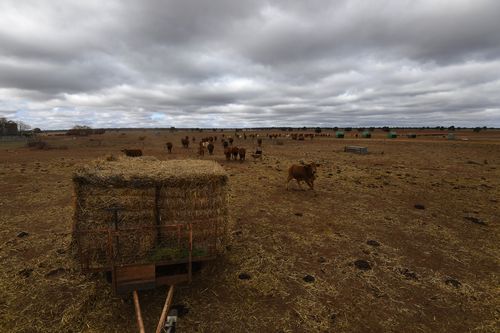 Australia is being gripped by a devastating drought that is tearing its way through rural properties.