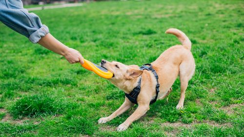 Playful Dog Tugging, puxando o Frisbee amarelo da mão do proprietário, pronto para jogar.