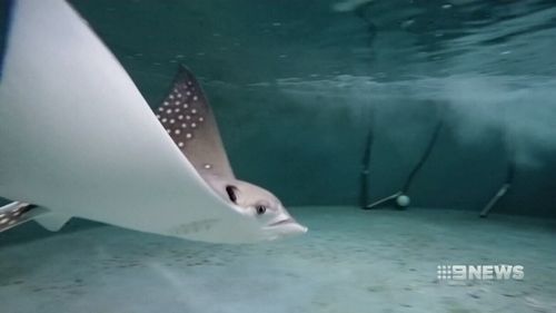 A female eagle stingray who has not been in contact with a male for nine years has given a virgin birth.