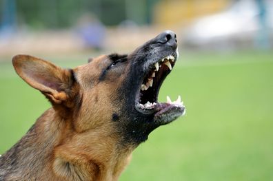 Close-up portrait angry dog on nature