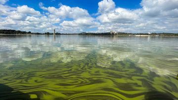 Blue-green algae seen in Canberra&#x27;s Lake Burley Griffin in 2019.
