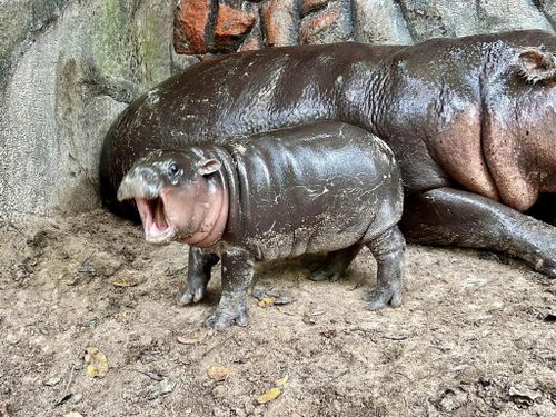 Moo Deng the viral pygmy hippo