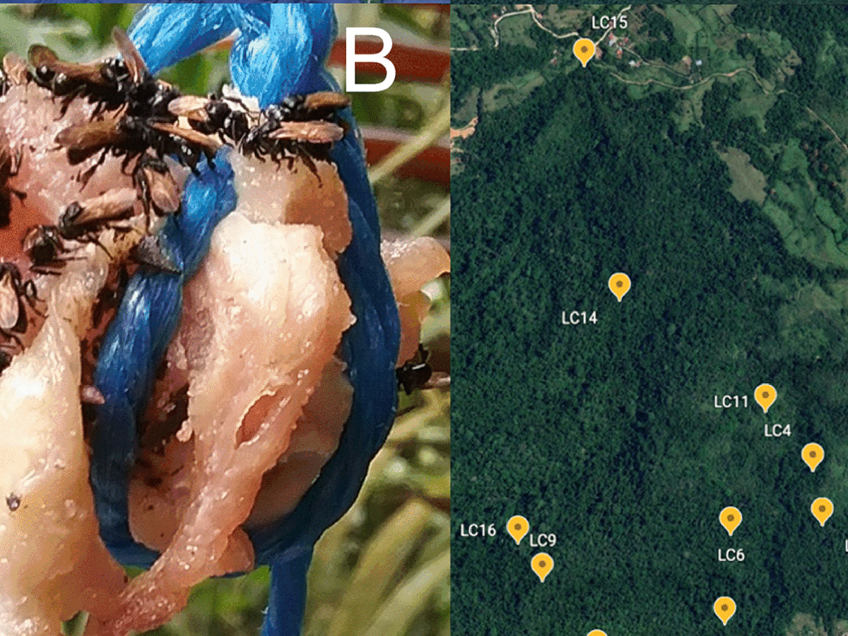 Study reveals meat-eating vulture bees have evolved special gut bacteria to  feast on flesh