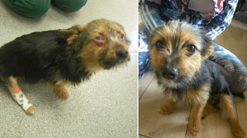 UK dog’s ‘miracle’ recovery after being set alight, beaten and fed drugs by youths