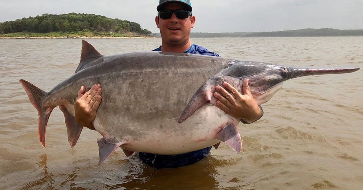 Man catches huge world-record 66kg paddlefish