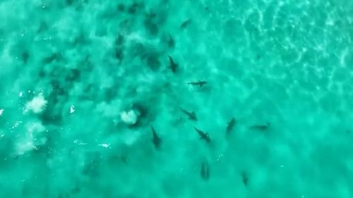Dozens of sharks have been captured in a spectacular feeding frenzy off the coast of South Australia.