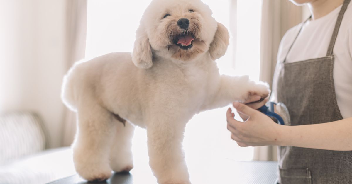 Top dog groomer warns this could be the 'most dangerous summer' for