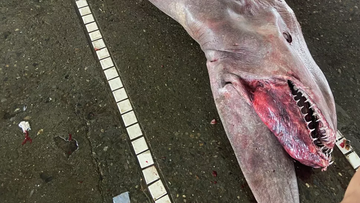 The goblin shark was caught off Yulin, in Taiwan on June 13.
