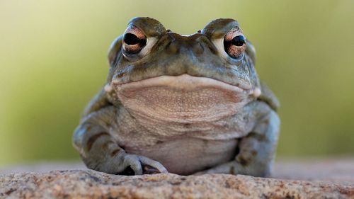 A Sonoran desert toad.