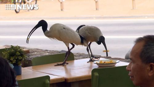 Ibises have been fighting diners for their dinner at Surfers Paradise (9NEWS)
