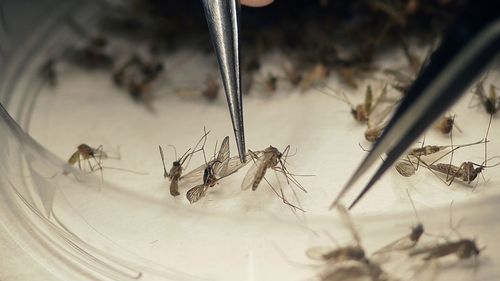 Mosquitoes are by far the deadliest creature on Earth.