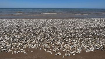 Thousands of dead fish was up on Texas beach.