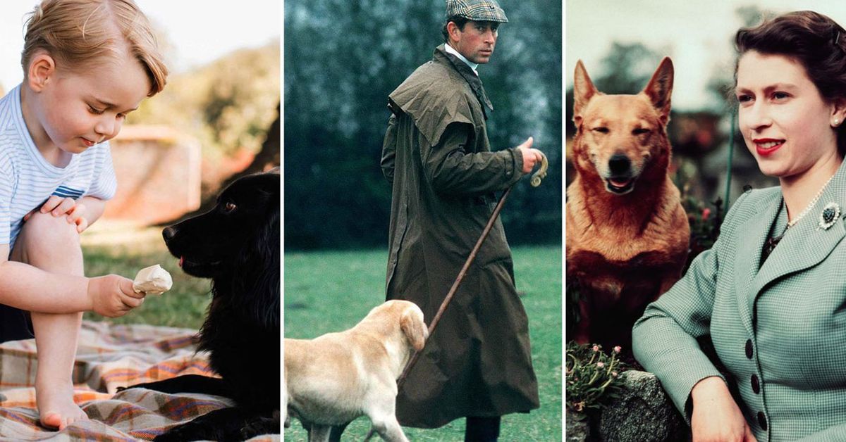 Every Member Of The Royal Family's Favourite Dogs, From Spaniels