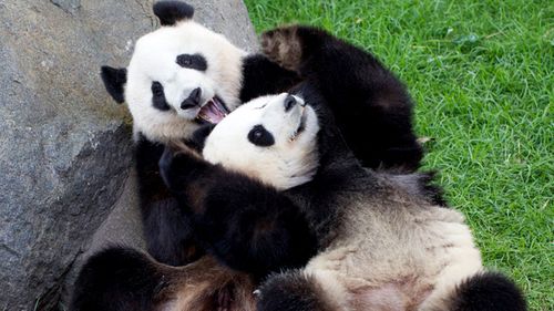 Giant pandas, Wang Wang and Fu Ni at Adelaide Zoo.