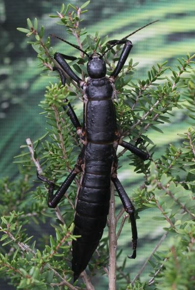  Lord Howe Stick Insect