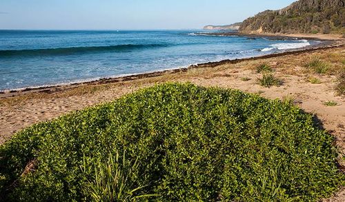 The snorkeller went missing at Richmond Beach, in the Murramarang National Park in Shoalhaven, NSW.