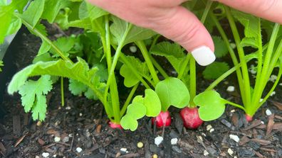 balcony gardening