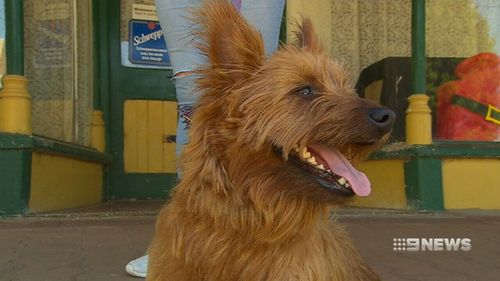 Rusty travelled more than 1500km from Goondiwindi to Snowtown. (9NEWS)