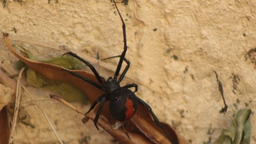 nebezpečný jedovatý domorodý australský pavouk lezoucí zahradou na místním dvorku v Austrálii