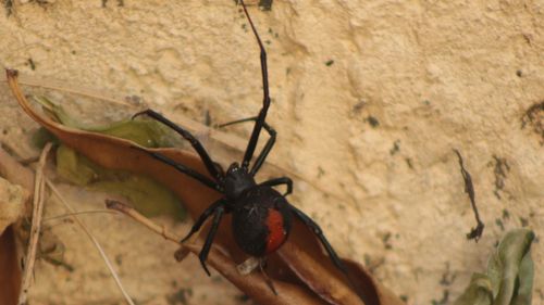 dangerous poinonous native Australian redback spider climbing through a garden in a local backyard, Australia