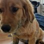 Alfie the golden retriever looks very guilty for one reason