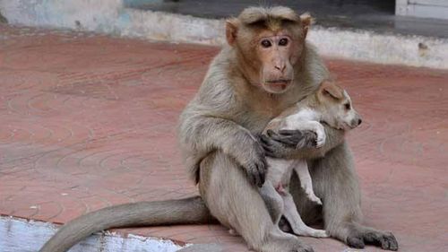 Monkey adopts stray puppy in India