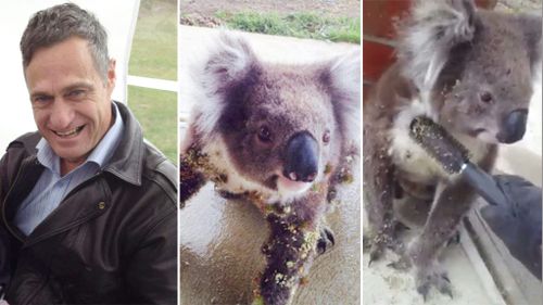 Koala allows man to gently brush burrs from its fur