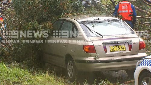 One of the cars trapped under the fallen tree in North Ryde.