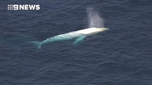 'Migaloo' is making his way down to Antarctica after mating in Far North Queensland. (9NEWS)