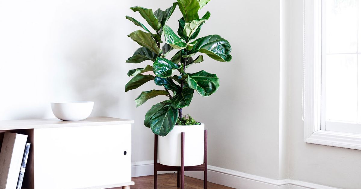 Fiddle leaf fig: How often to water, how much shade and what not to do