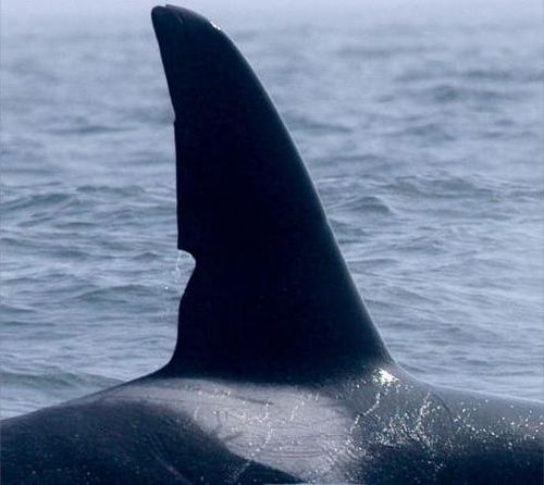 The whales looked like transients and had cookie-cutter bite marks.