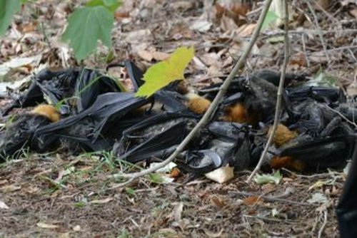 2,300 flying foxes have died as a result of last week's heatwave.