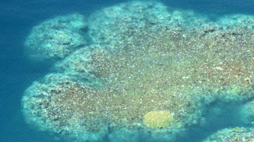 Bright white coral was observed by the GBRMPA on Thursday. (Supplied)
