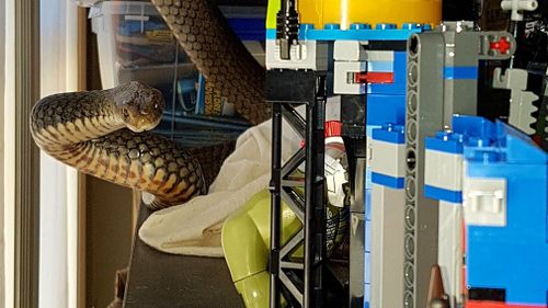 The 1.7m snake was nestled among toys inside a Gold Coast home. (Supplied)