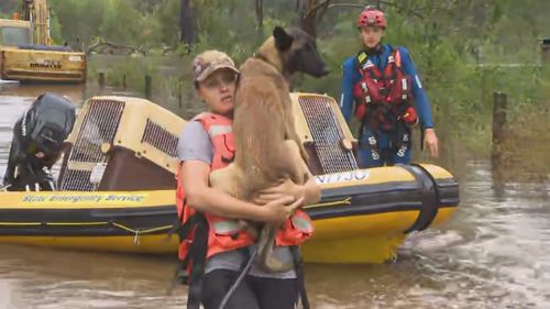 Dogs being rescued near Londonderry, North West Sydney.