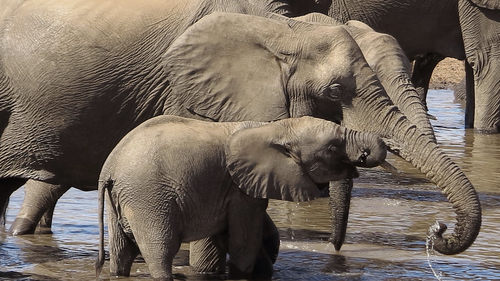 In this photo taken on Friday, Aug. 19, 2016, a herd of elephants swim and drink water in the Kruger National Park, South Africa. South Africa's parks service stopped culling elephants to reduce overpopulation in 1994, partly because due to public opposition. (AP Photo/Dolf van Zuydam)