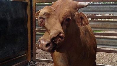 <p>Photos of a cow that "just happens to have two faces" have gone viral after appearing online during a cattle sale in north Queensland.</p><p>

The cow was listed on the Mareeba Saleyards Facebook page on Tuesday, with the post now being shared nearly 2000 times. </p><p>
</p>