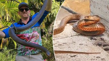 South East Queensland has seen a short spike in eastern brown snake encounters over the past two weeks, with snake catchers calling the rise &quot;unusual&quot; for the middle of winter.
