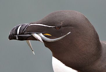 What type of seabird is the razorbill?