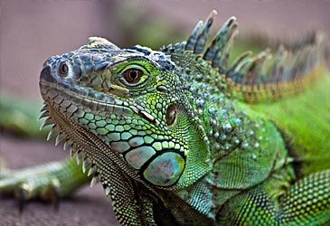 Iguanas are endemic to which continent?