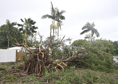 A large tree is shown knocked over by strong winds on January 26, 2024 in Townsville, Australia. 