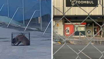 The guard dog pictured hunched in a cage on site at the former Toombul shopping centre.