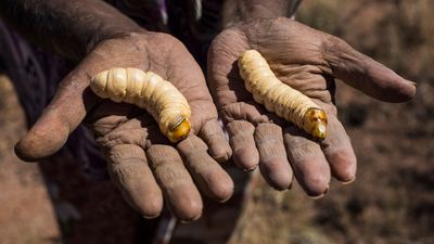 9. Witchetty grubs - Traditional Australian bush food, it is
the large white larva of a moth.