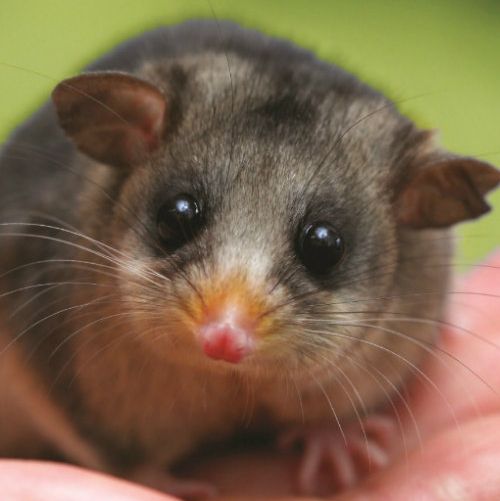 The Australian government is donating $10,000 to the preservation of the mountain pygmy-possum in honour of the birth of the Princess Cambridge.