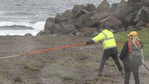 ORRCA officials are on the scene. The whale is likely to be removed by Council this afternoon.