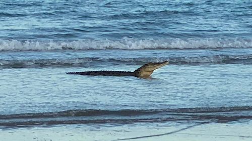 A saltwater crocodile made a splash with locals at a popular Darwin beach on Friday.