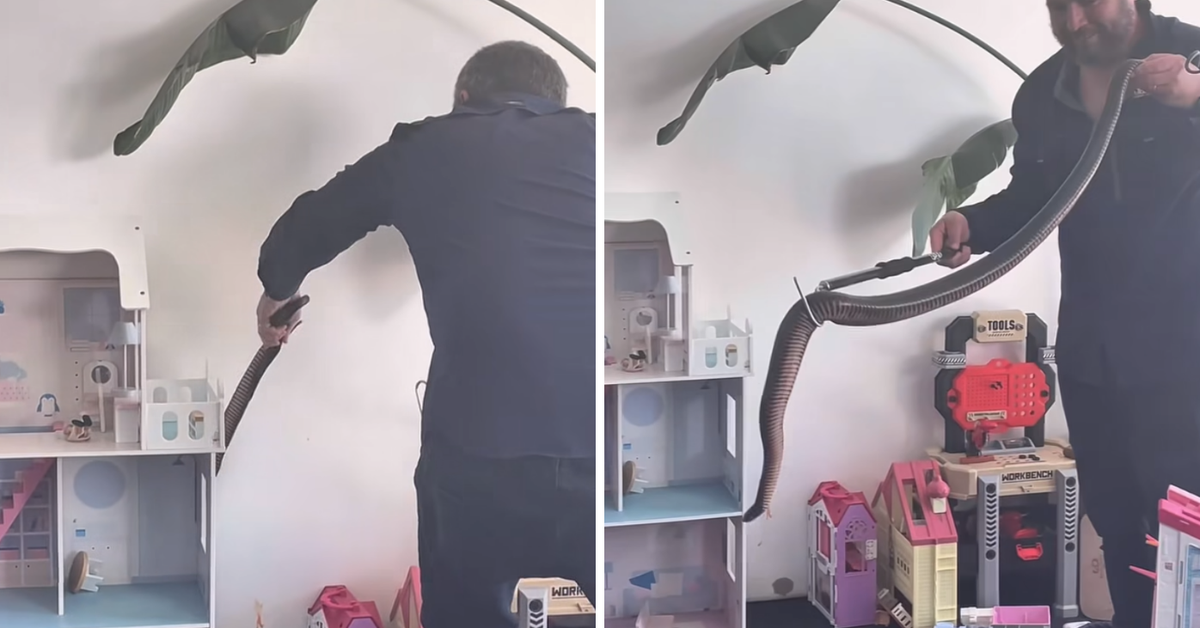Shock as 'one of the Biggest' Black Snakes Slithers Into Children's...