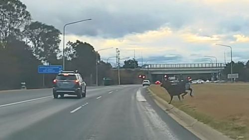 Deer running across ACT highway